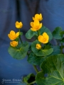 105_Biebrza - kwiecien 2011